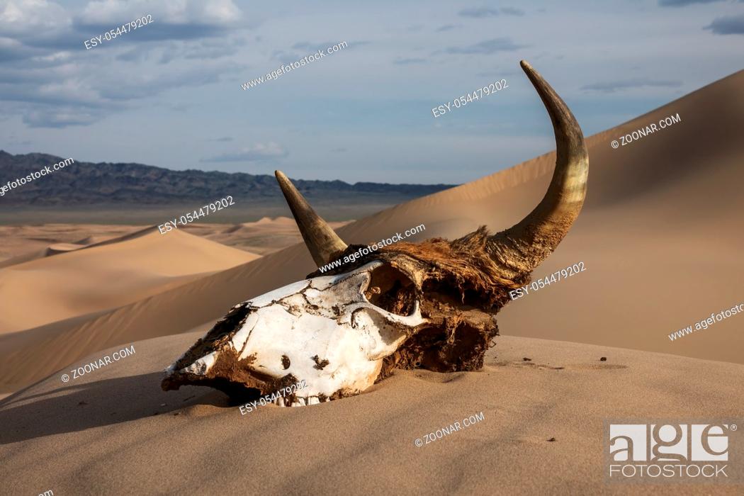 Stock Photo: Bull skull in the sand desert at sunset. Death concept.