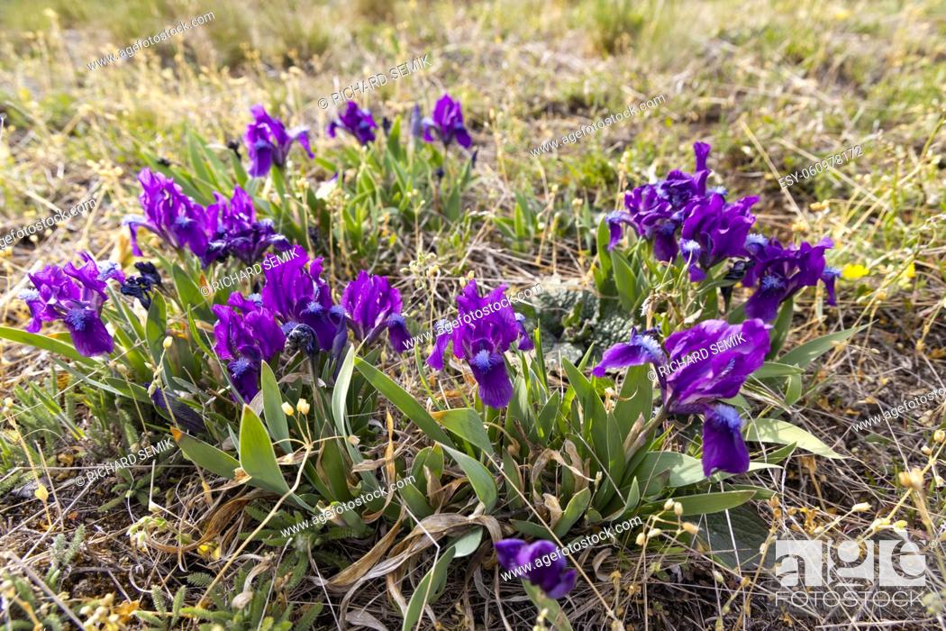 Imagen: Dwarf iris in Pusty kopec u Konic near Znojmo, Southern Moravia, Czech Republic.