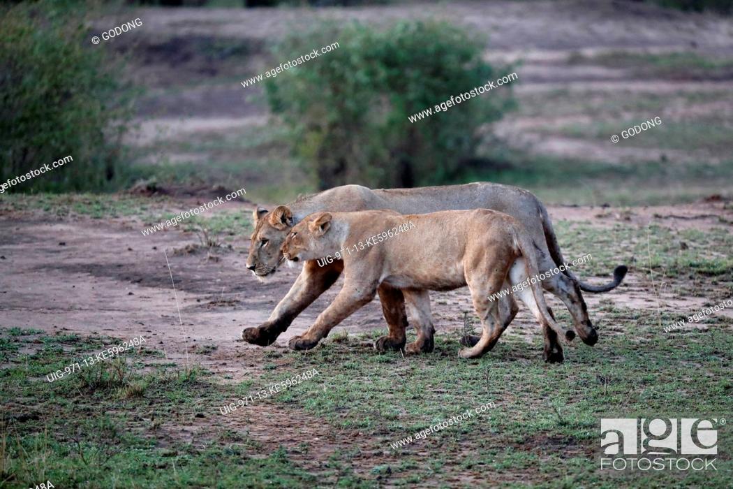 Stock Photo: Lioness (Panthera leo) in savanna. Masai Mara game reserve. Kenya.