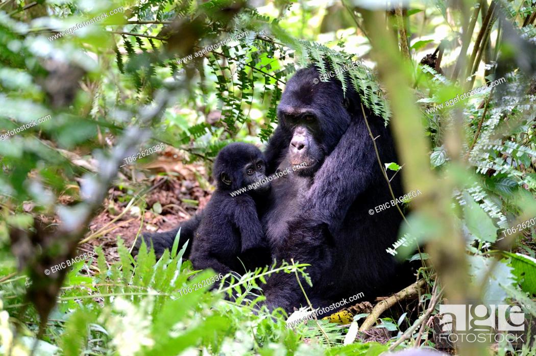 Stock Photo: Portrait of female mountain gorilla with baby (Gorilla beringei beringei) Virunga National Park, Democratic Republic of Congo, Africa.