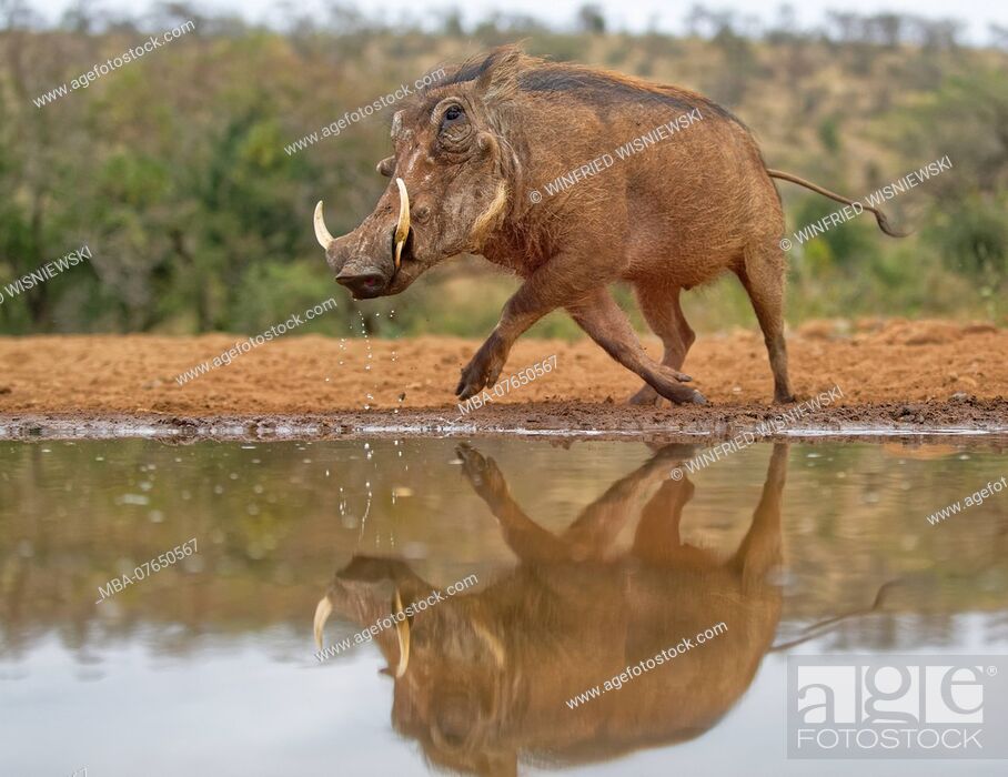 Stock Photo: Warthog at the water hole, reflection, Kwazulu-Natal, South Africa.