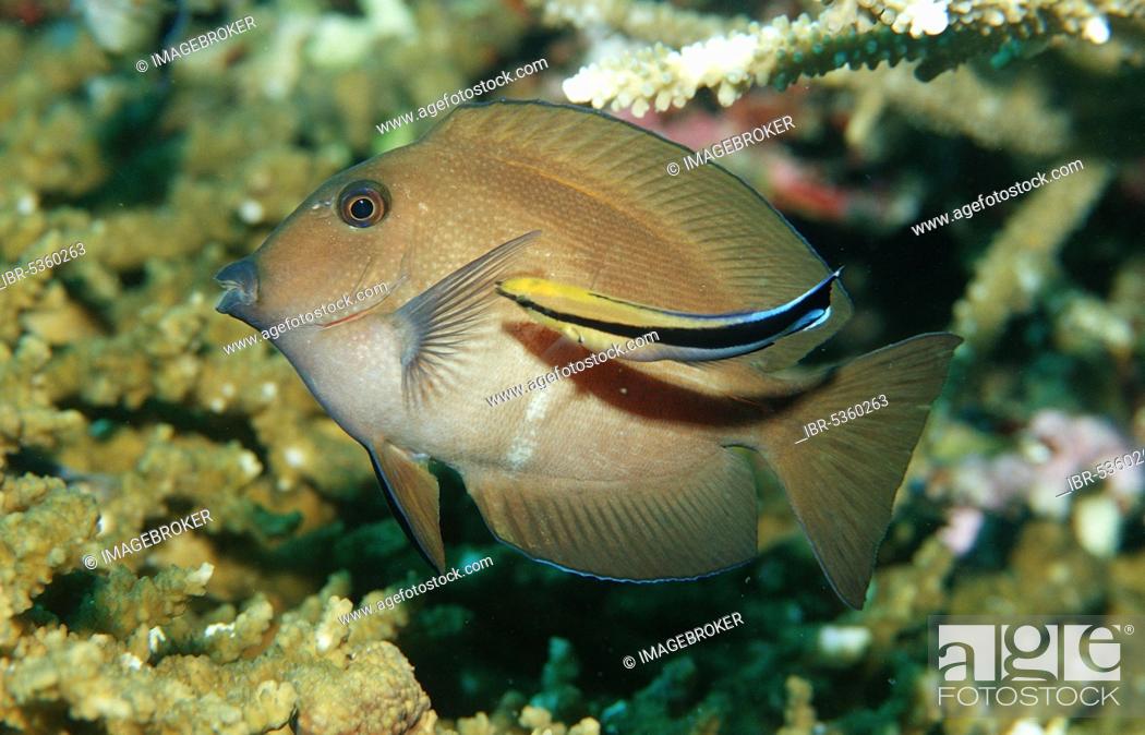 Stock Photo: Brown sailfin doktorfish and cleaner wrasse, Brown tang (Zebrasoma scopas), Brown sailfin doktorfish, Brown sailfin Bluestreak cleaner wrasse (Labroides.
