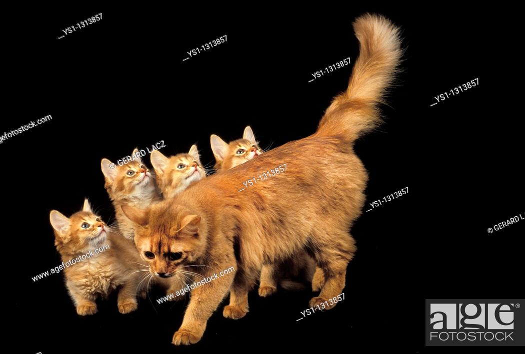 Red Somali Cat Female With Kitten Against Black Background Stock Photo Picture And Rights Managed Image Pic Ys1 1313857 Agefotostock