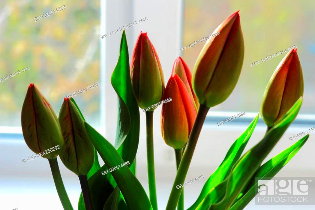 Stock Photo: on the windowsill are unblown tulips.
