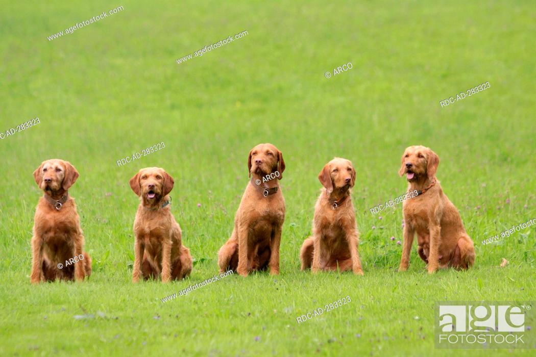 Stock Photo: Hungarian Wire-haired Pointing Dogs / Magyar Vizsla.