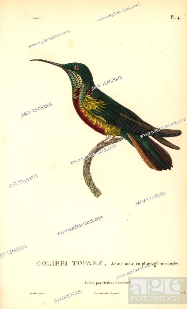 Stock Photo: Crimson topaz, Topaza pella (Trochilus pella). Juvenile male with incomplete plumage. Handcolored steel engraving by Coutant after an illustration by.
