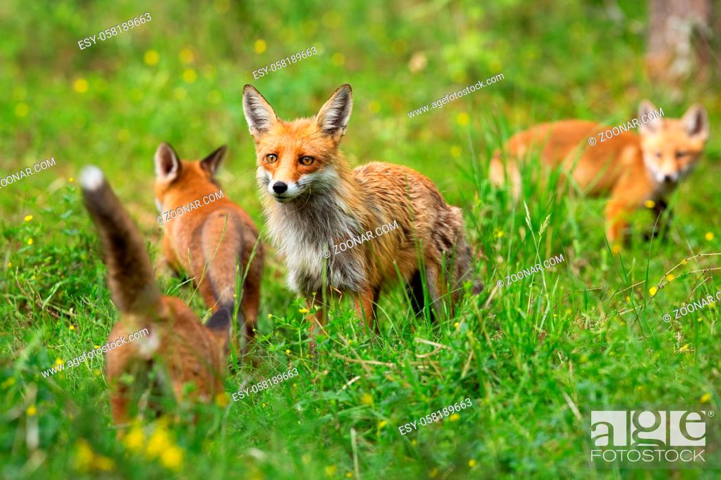 Stock Photo: Red fox, vulpes vulpes, family with mother and three cubs hunting and playing on a glade in summer. Protective female mammal guarding her offspring while.