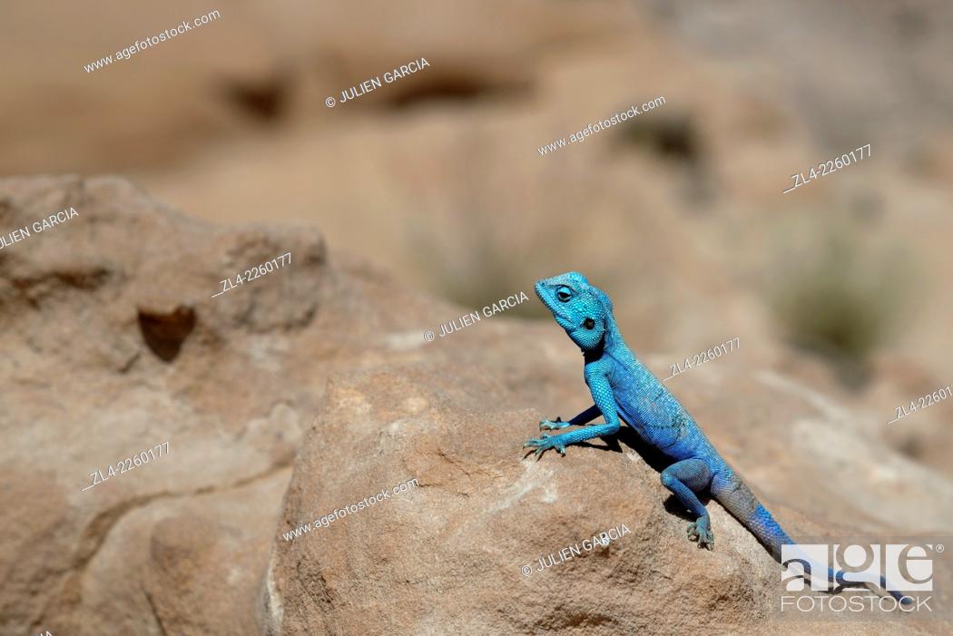 Stock Photo: blue lizard;. Jordan, Wadi Rum desert, protected area inscribed on UNESCO World Heritage list.