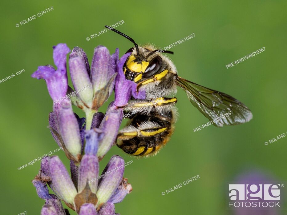 Stock Photo: European wool carder bee (Anthidium manicatum) on English Lavender (Lavandula angustifolia), male / Garten-Wollbiene (Anthidium manicatum) auf Echtem Lavendel.