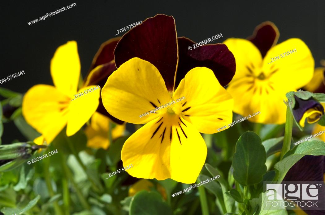 Stock Photo: Horn-Veilchen, Viola cornuta,.