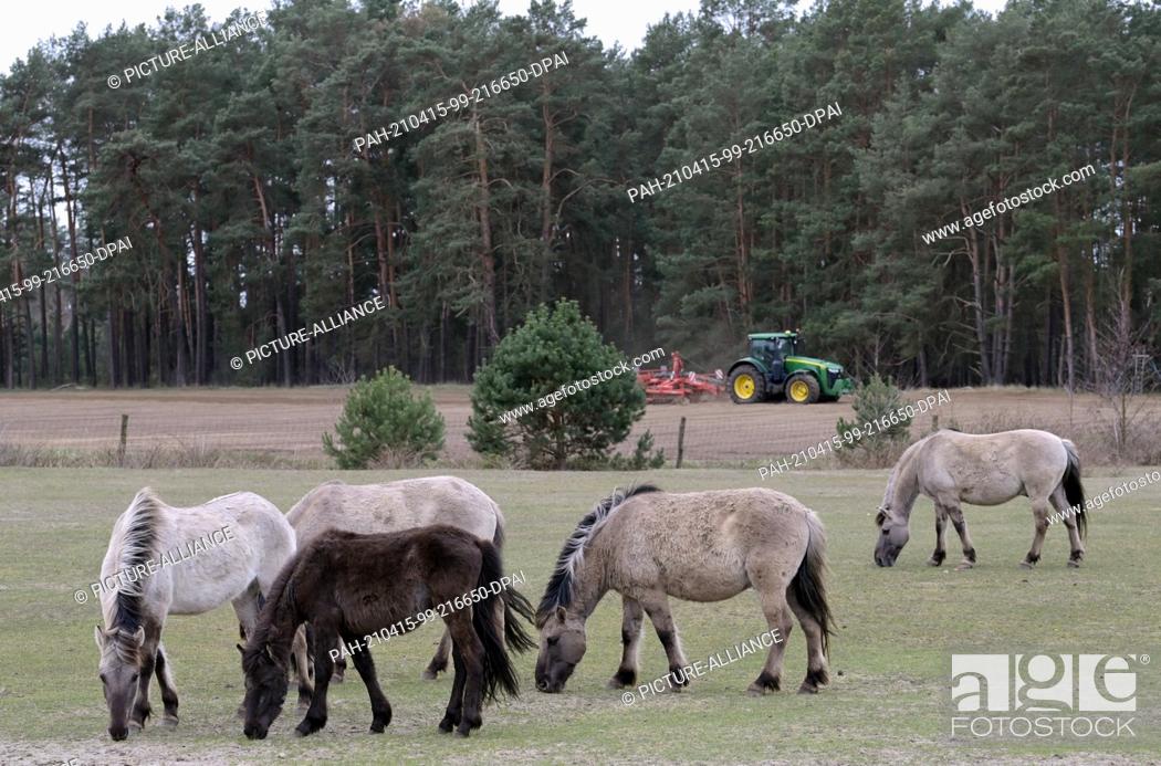 Stock Photo: 15 April 2021, Brandenburg, Schorfheide/Ot Groß Schönebeck: Konik horses graze in the Schorfheide Wildlife Park next to a field where a tractor is driving.