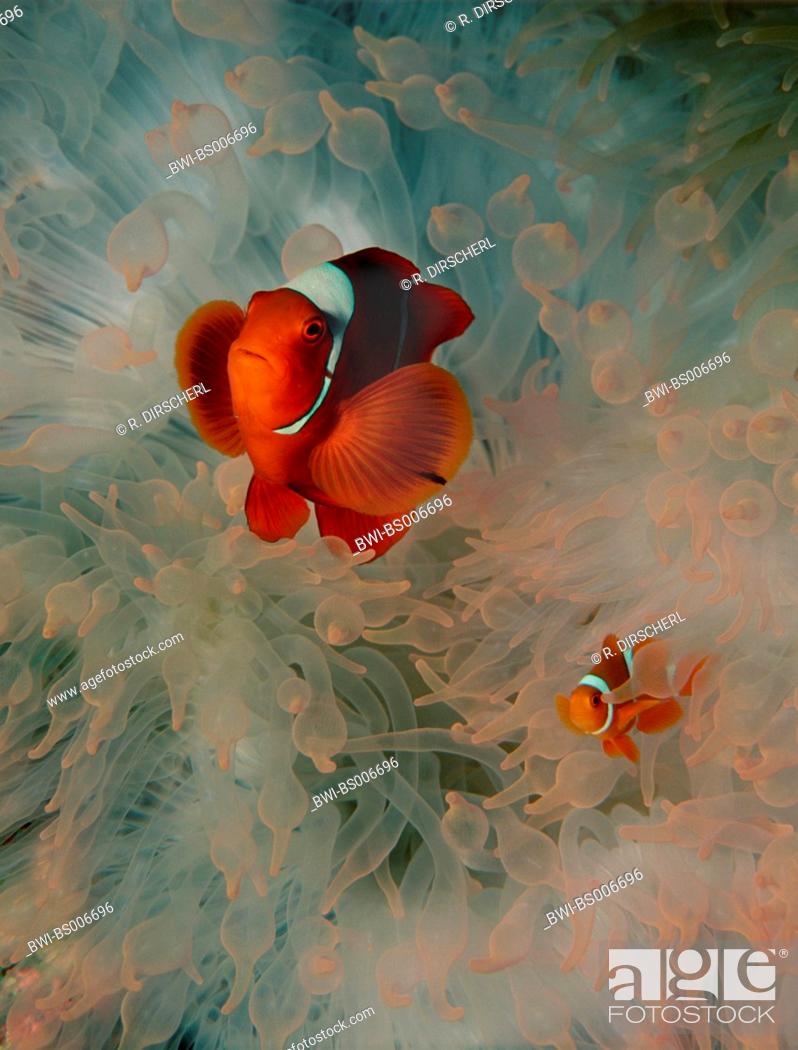 Stock Photo: spinecheek clownfish (Premnas aculeatus), amongst anemones, Papua New Guinea.