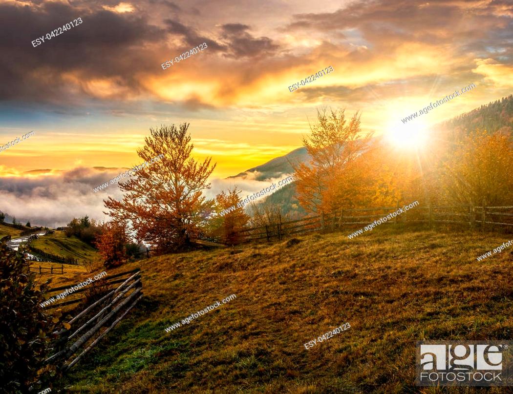 Imagen: cold morning fog with golden hot sunset in the mountainous rural area. trees with red foliage near the fence on the hillside meadow.