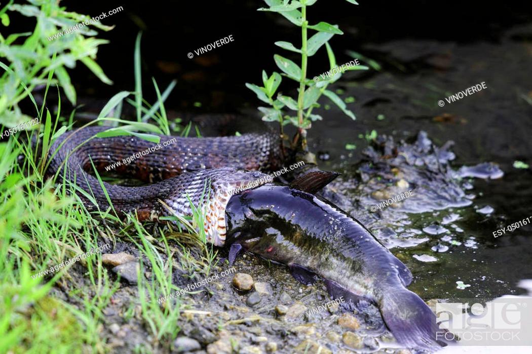 Northern Water Snake swallowing fish at Great Meadows National Wildlife  Refuge, Stock Photo, Picture And Low Budget Royalty Free Image. Pic.  ESY-050161122 | agefotostock