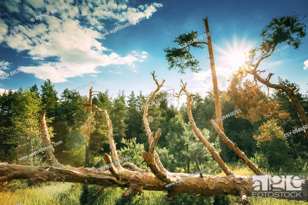 Stock Photo: Windfall In Forest. Storm Damage Disasters. Fallen Trees In Coniferous Forest After Strong Hurricane Wind.