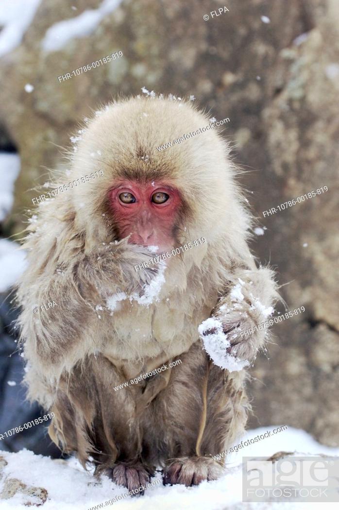 Stock Photo: Japanese Macaque Macaca fuscata juvenile, feeding in snow, Jigokudani, Honshu, Japan.