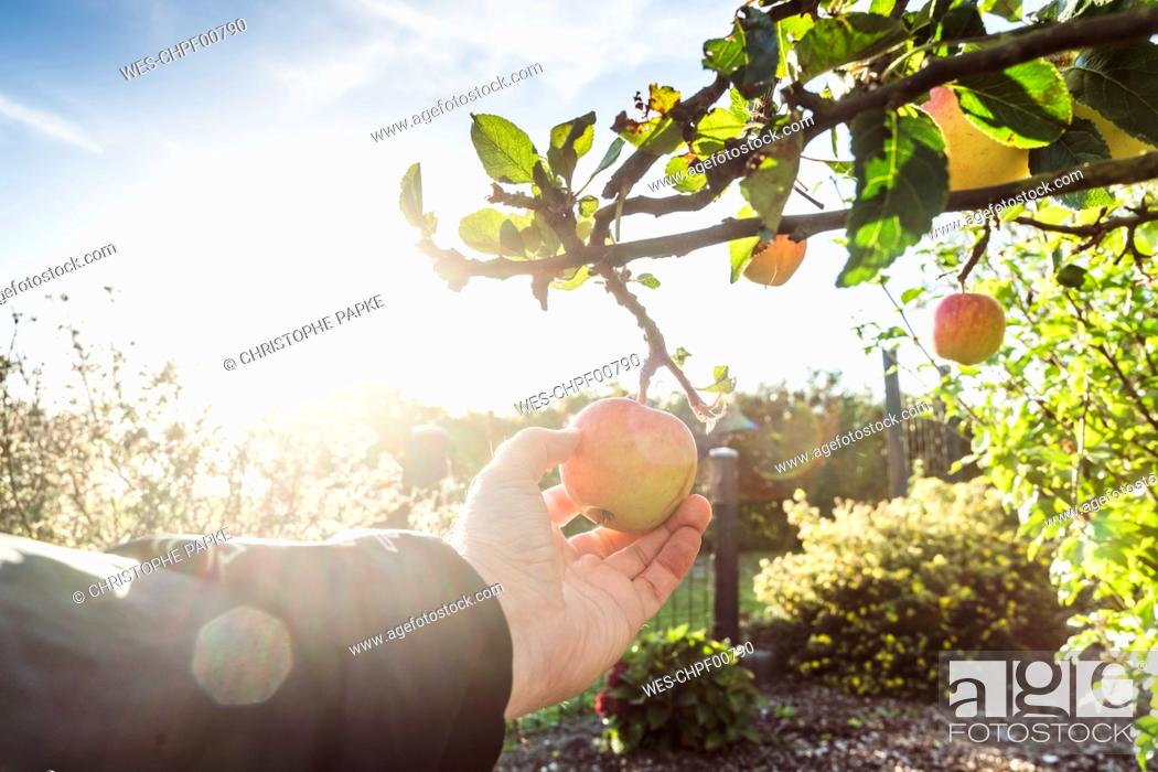 Stock Photo: Man harvesting apple on sunny day.