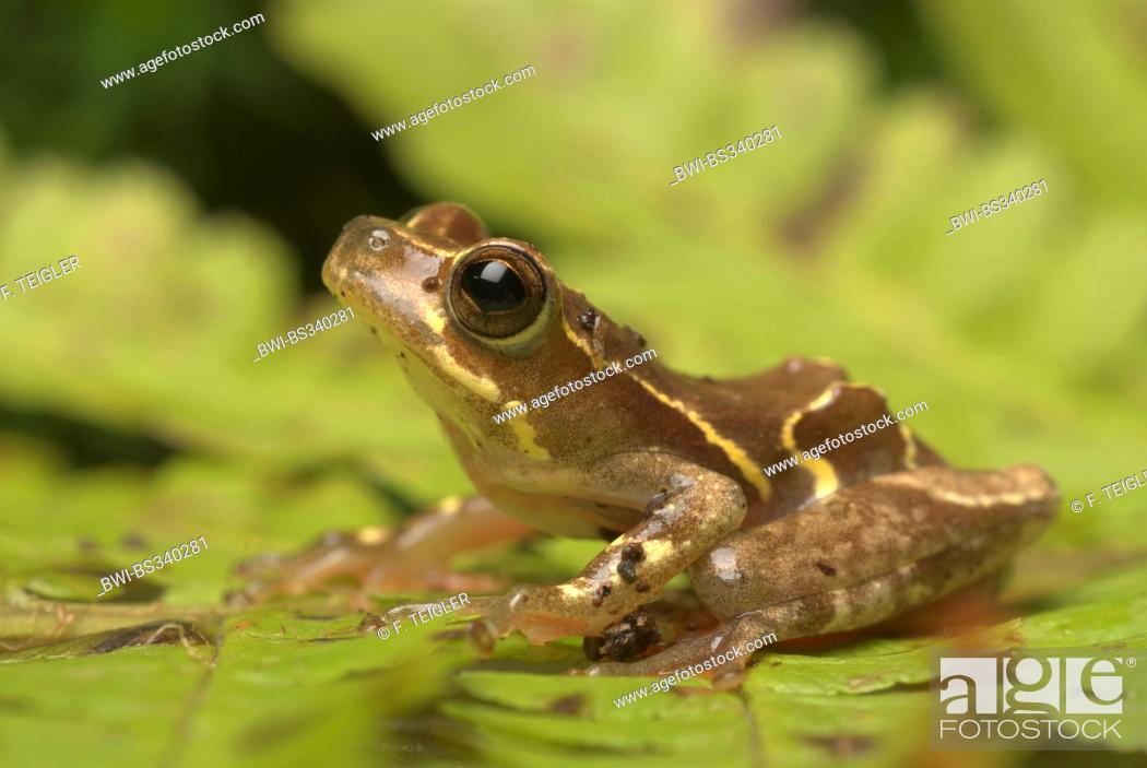 Stock Photo: Reed Frog (Hyperolius spec. ), sitting on a leaf.