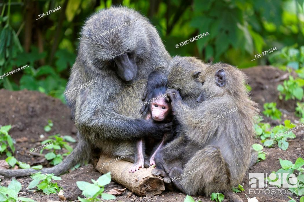 Stock Photo: Olive baboon group of juvenile and a mother grooming (Papio cynocephalus anubis) Virunga National Park, North Kivu, Democratic Republic of Congo, Africa.