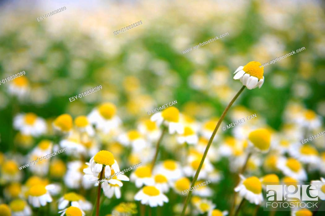 Stock Photo: daisy background.