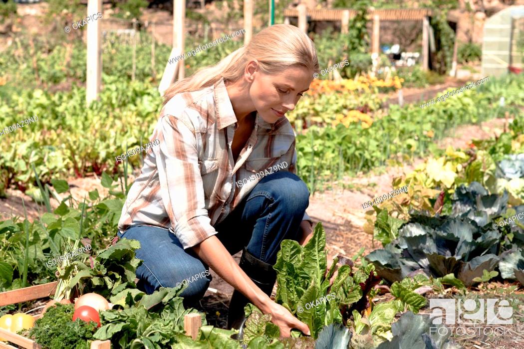 Stock Photo: Mature woman tending to vegetables growing in garden.