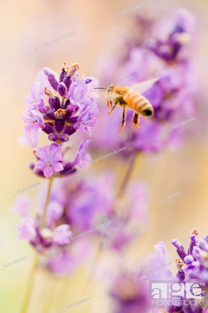 Stock Photo: Summer scene with busy bee pollinating lavender flowers in green field.
