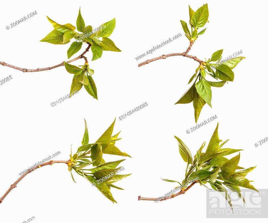 Imagen: A branch of a lilac bush with young green leaves. Isolated on white background. Set.