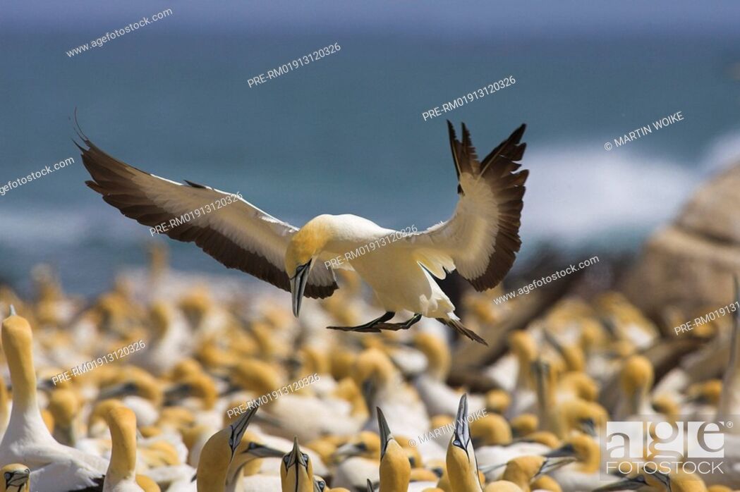 Stock Photo: Cape Gannet, Morus capensis, Sula capensis.