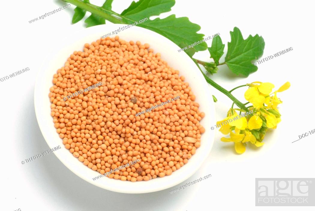 white mustard - medicinal plant - agriculture plant - Sinapis alba Senape bianco - bianca -, Stock Photo, Picture And Rights Managed Pic. DOC-16011 | agefotostock