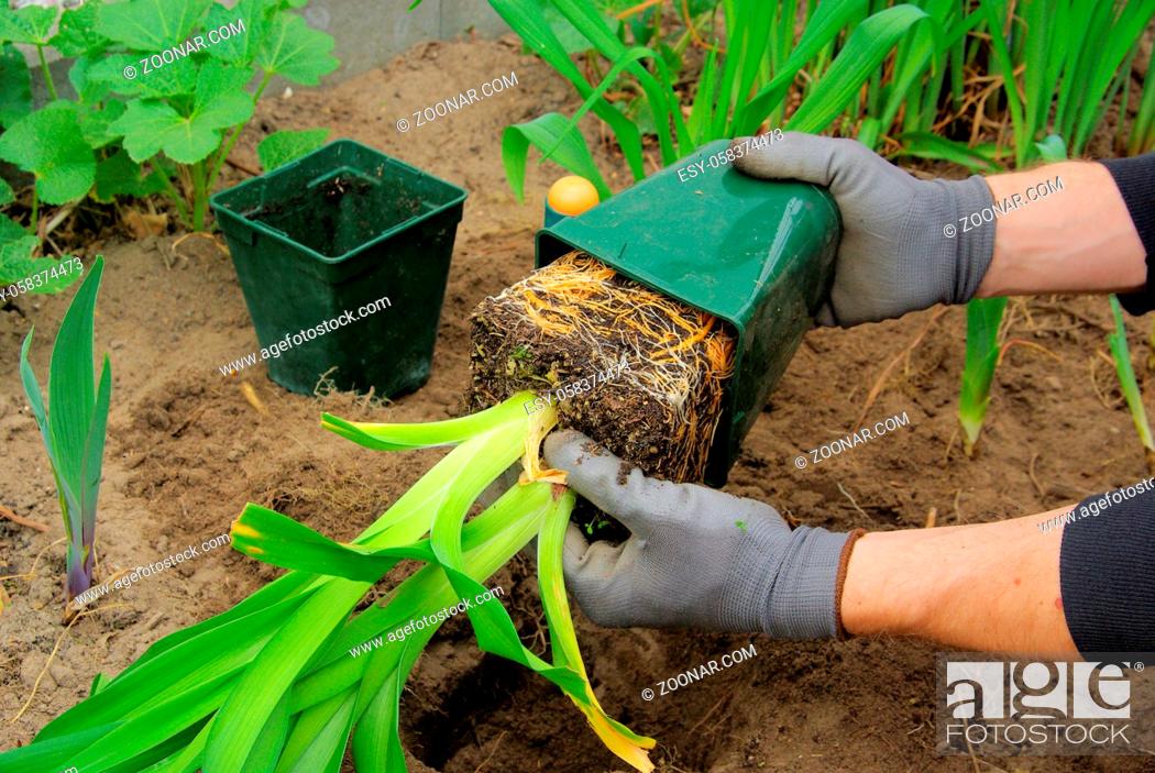 Imagen: Taglilie pflanzen - planting a daylily 03.