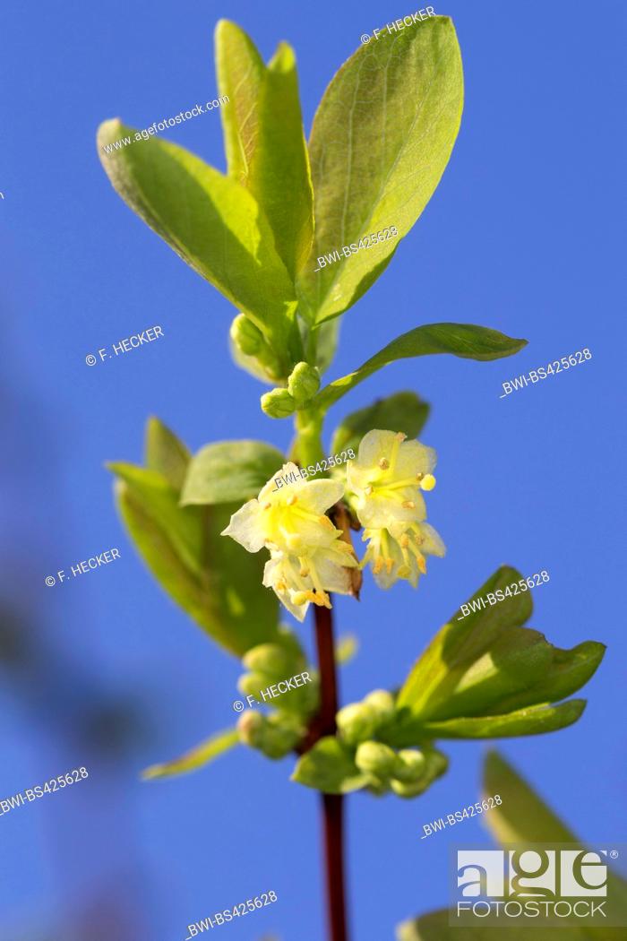 Stock Photo: Blue-berried Honeysuckle, Sweetberry Honeysuckle (Lonicera caerulea), blooming, Germany.