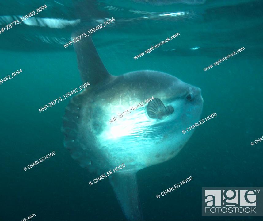 Stock Photo: Sunfish  Date: 16/1/01  Ref: ZB775-109482-0094  COMPULSORY CREDIT: Oceans Image/Photoshot.