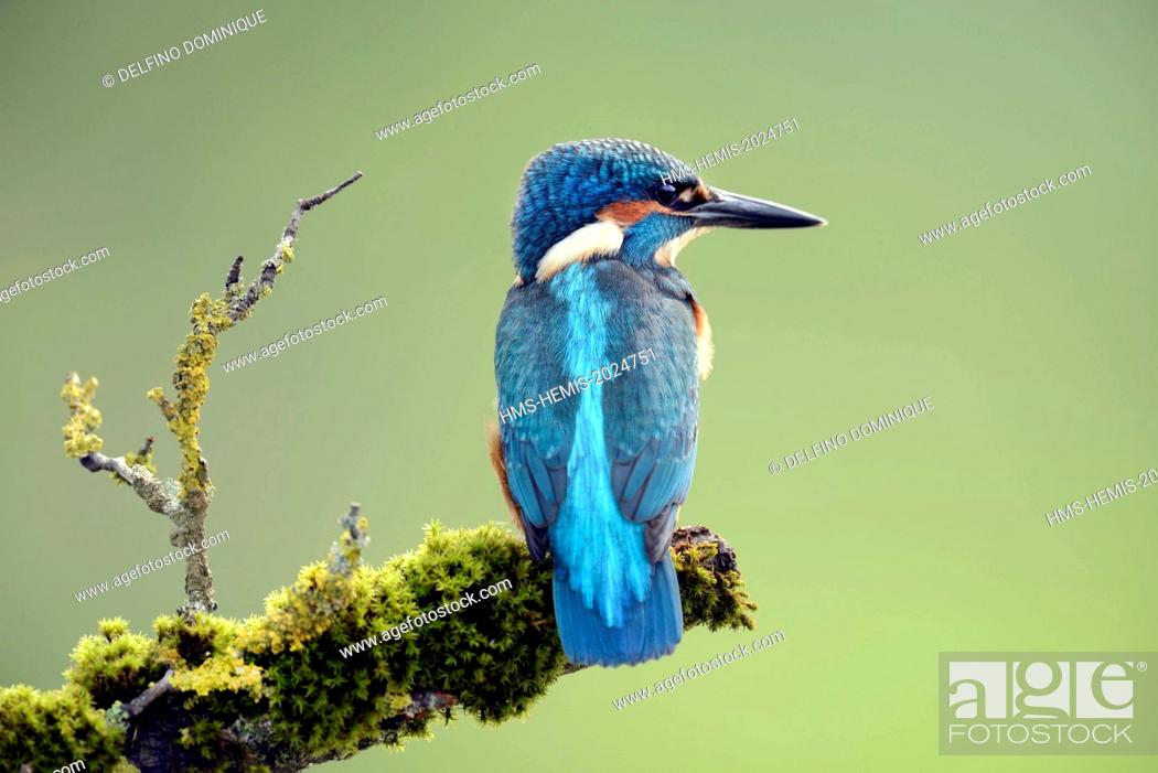 Stock Photo: France, Doubs, natural space of Allan, Brognard, Kingfisher (Alcedo atthis), juvenile perched on a terrace overlooking the water surface on the lookout for prey.