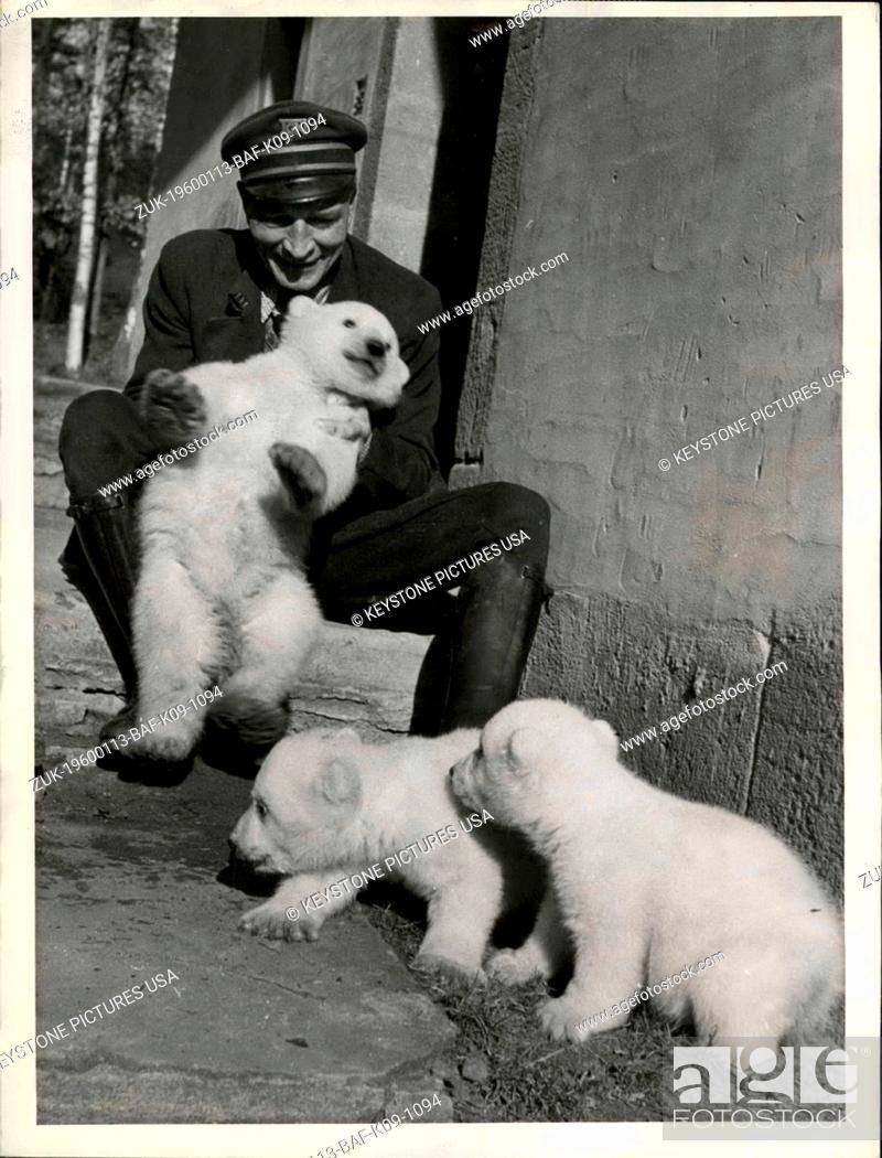 Stock Photo: 1973 - The Nuremberg Zoo is now having triplets as white as snow and it is especially proud about. It is the only Zoo in Germany which successfully raised polar.
