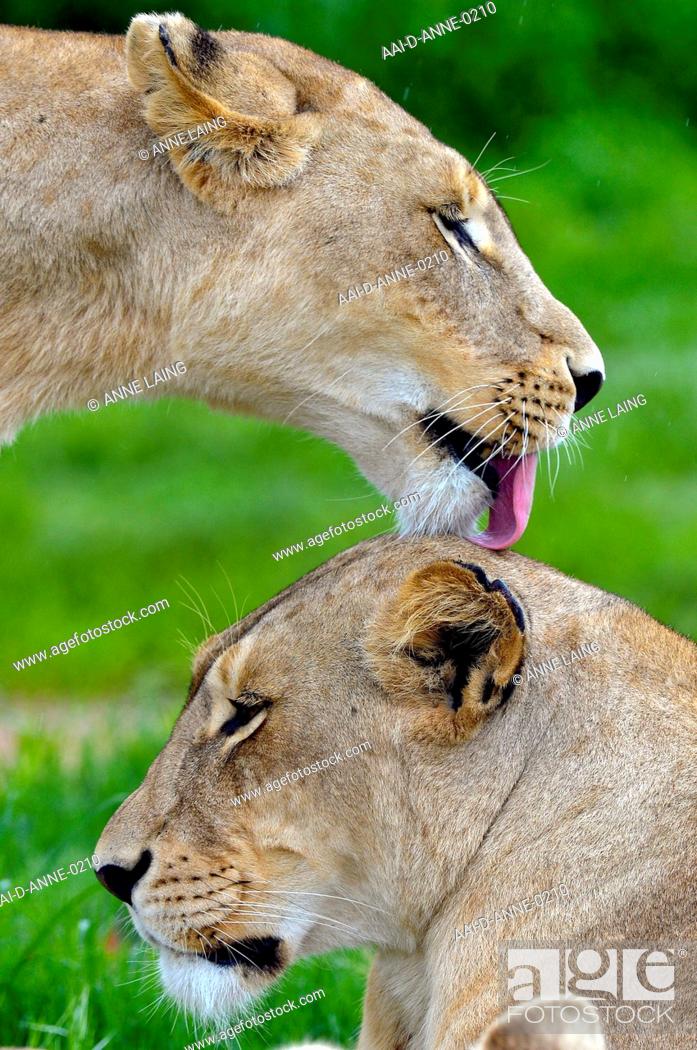 Stock Photo: One lioness licking another on the back of the head at the Lion and Safari Park in the Cradle of Humankind nearJohannesburg, Gauteng, South Africa.
