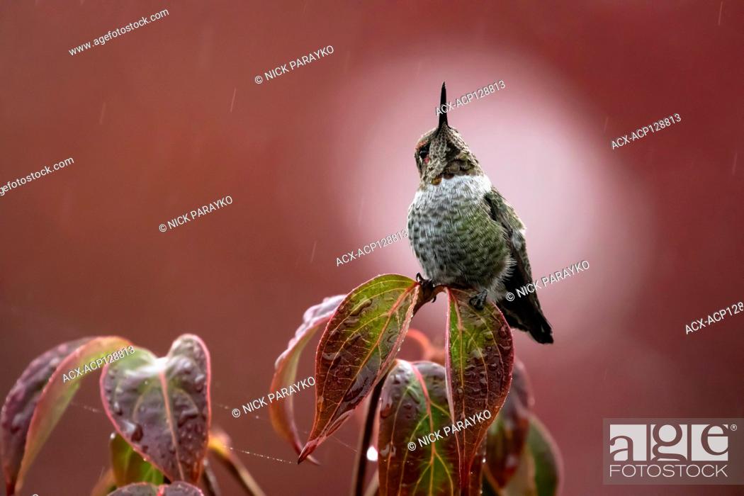 Stock Photo: Anna's hummingbird, Calypte anna, on a perch in Delta, British Columbia, Canada.