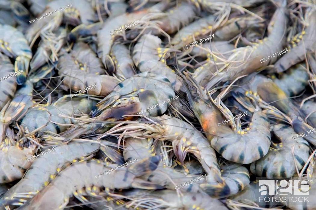 Stock Photo: Shrimps.