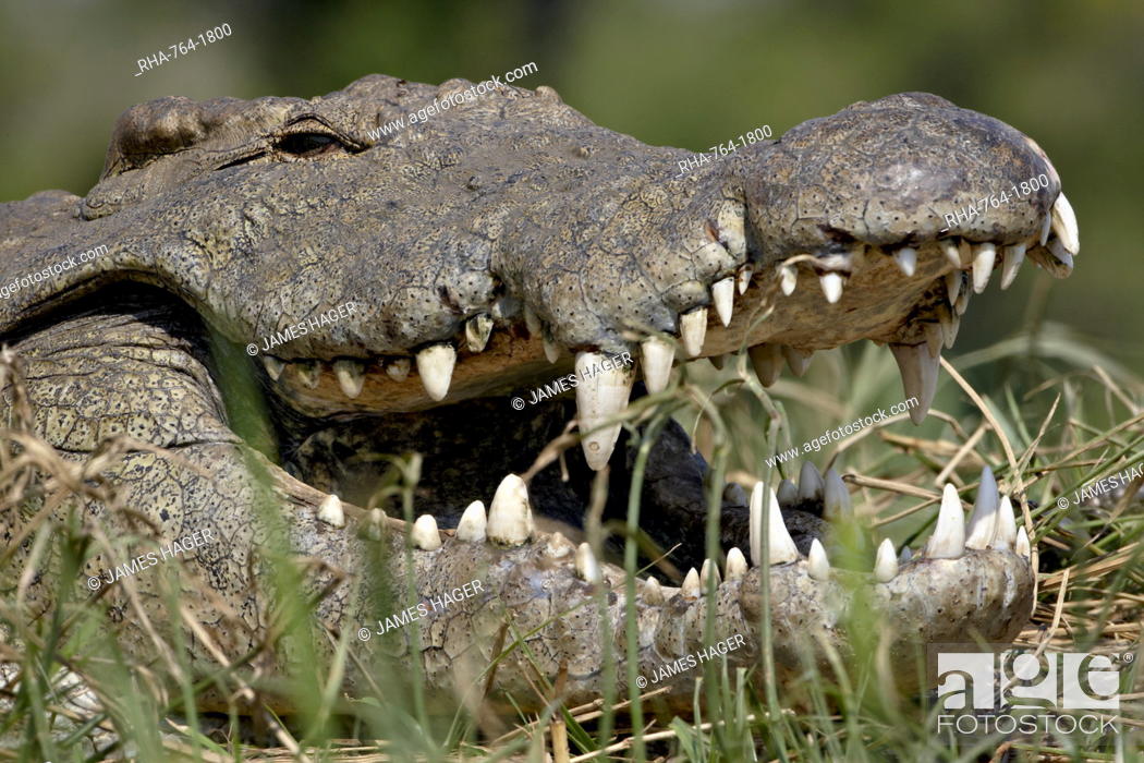 Imagen: Nile Crocodile Crocodylus niloticus with mouth open, Kruger National Park, South Africa, Africa.