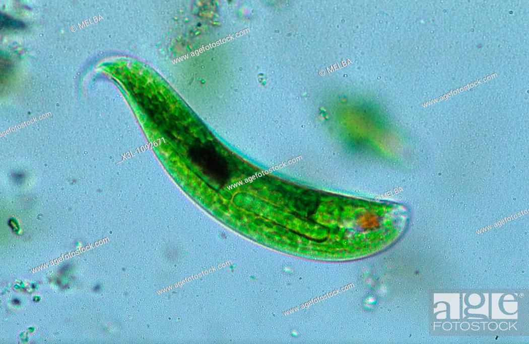 Stock Photo: Euglena sp Seaweed Algae Flagellate Sarcomastigophora Protozoan Optic microscopy.