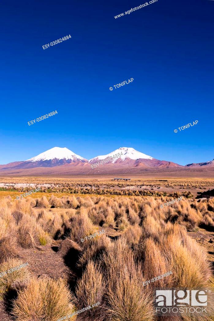 Stock Photo: Parinacota and Pomerade volcanos. High Andean landscape in the Andes. High Andean tundra landscape in the mountains of the Andes.
