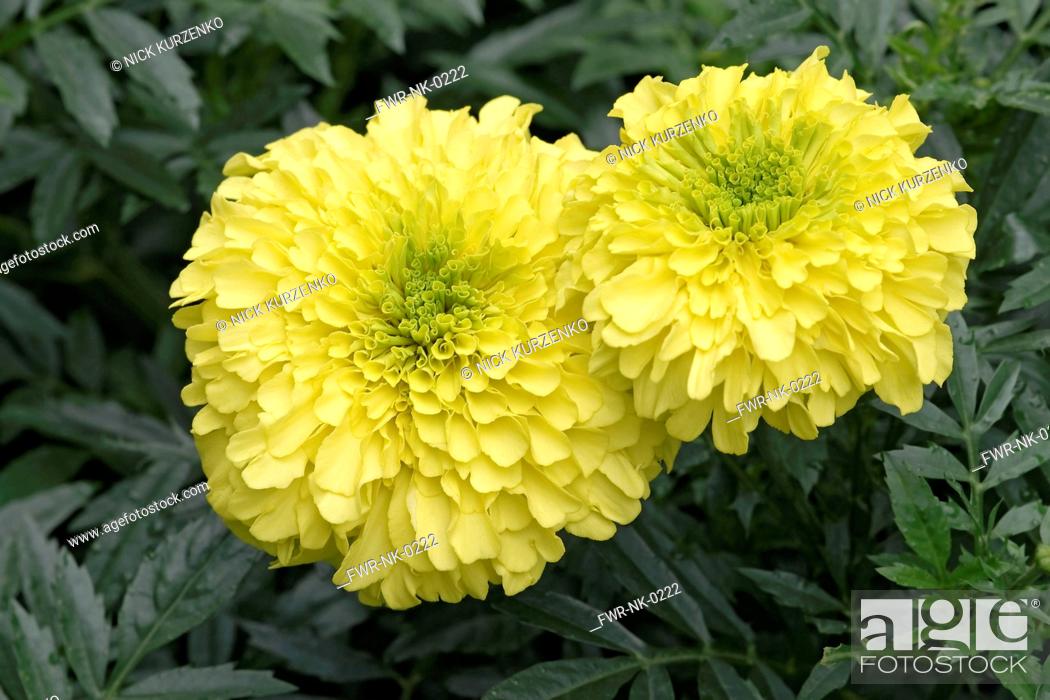 Stock Photo: Marigold, Tagetes erecta, Two yellow coloured flowers growing outdoor.