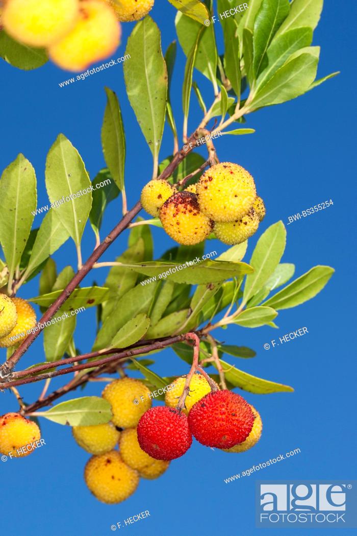 Stock Photo: killarney strawberry tree (Arbutus unedo), branch with fruits.