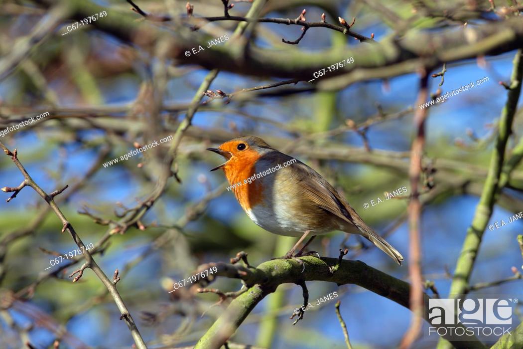 Stock Photo: Robin Erithacus rubecula singing in late January.
