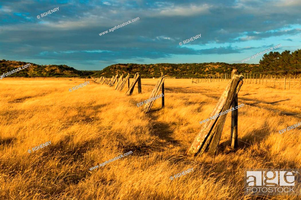 Stock Photo: Old fence battens leaning up along a fence line.