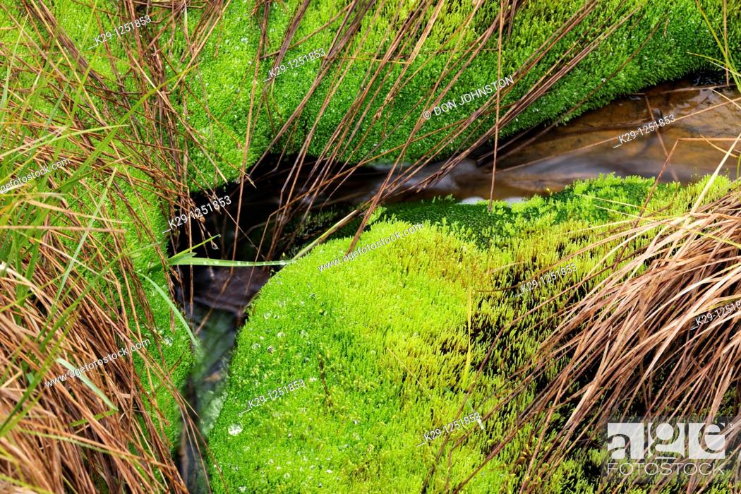 Stock Photo: Moss beds lining streambed. Ontario. Canada.