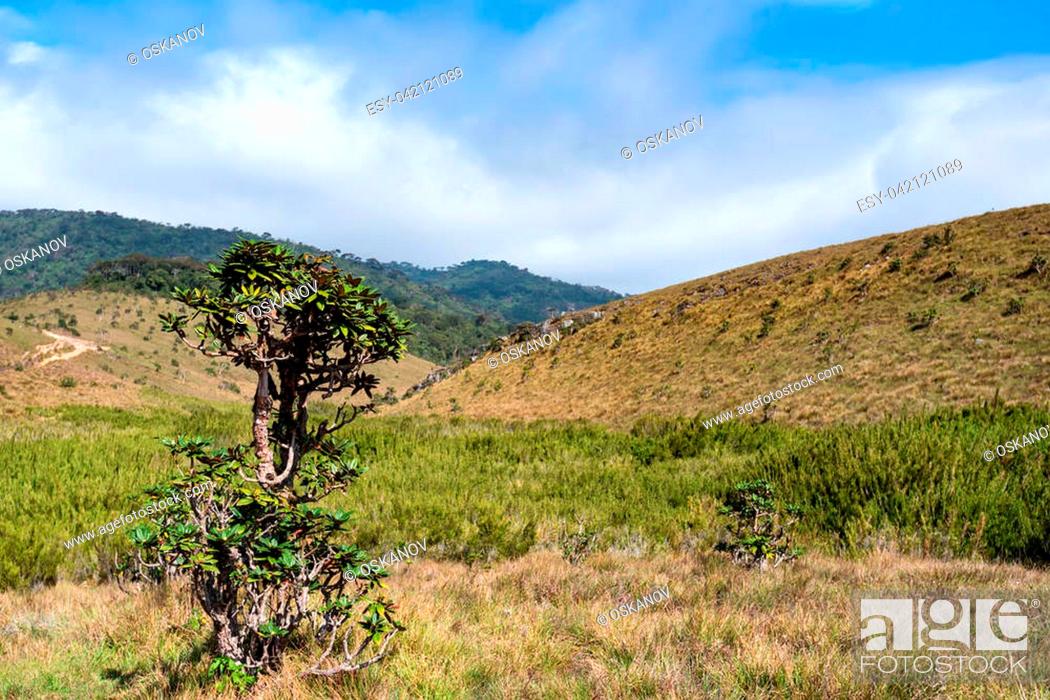Stock Photo: Beautiful landscape of montane grassland and tree rhododendron in front in Horton Plains National Park, Sri Lanka.