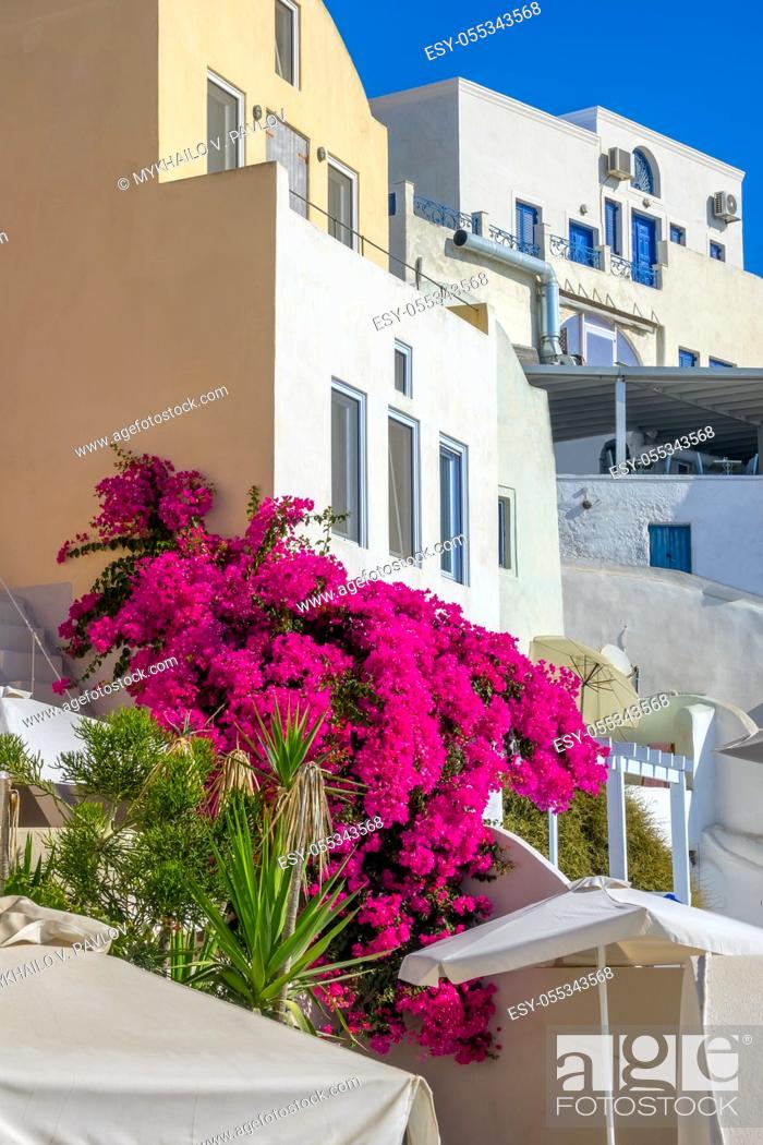 Stock Photo: Greece. Sunny summer day on the caldera of Santorini island. White stone buildings and a large flower bush.