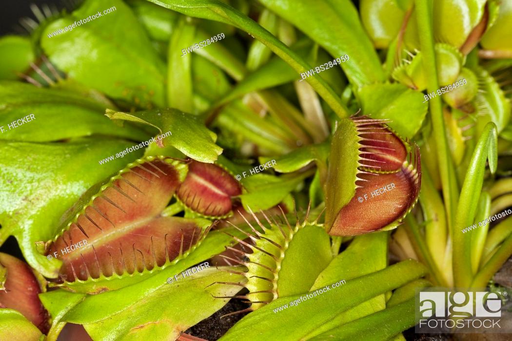 Imagen: Venus Flytrap, Venus's Flytrap, Venus' Flytrap, Venus Fly Trap, Venus's Fly Trap, Venus' Fly Trap, Fly-Trap (Dionaea muscipula), open and closed leaf traps.