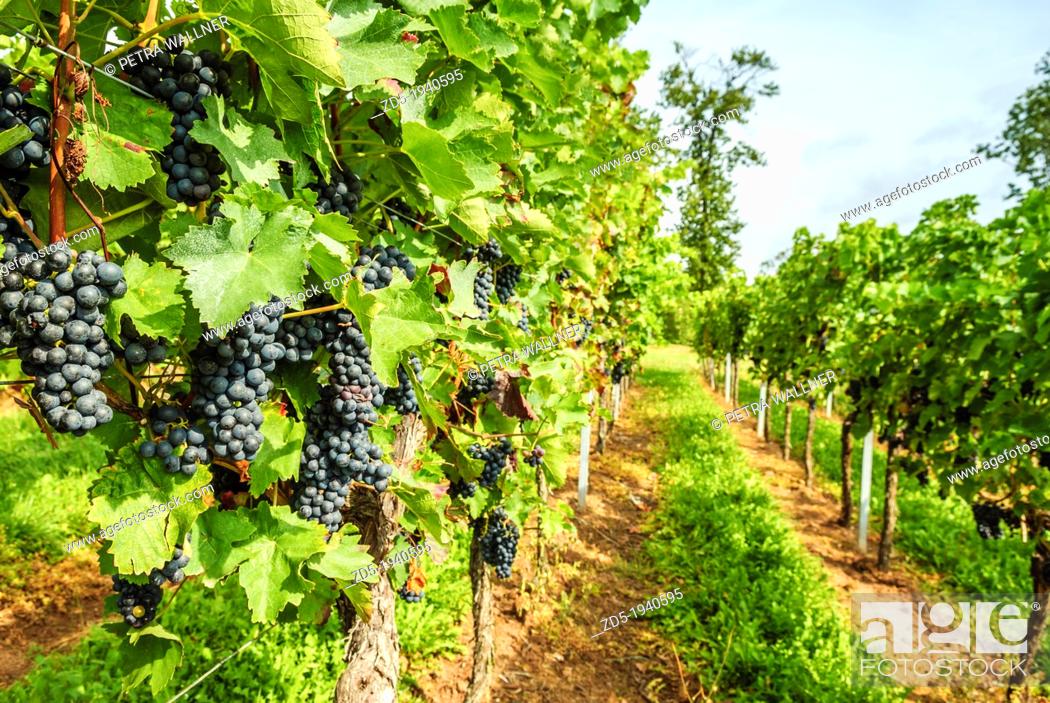 Stock Photo: Vineyards, grapevines in Edenkoben, German Wine Route, Palatine wine, Palatinate Forest Nature Reserve, Rhineland-Palatinate, Germany, Europe.