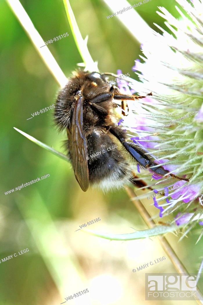Stock Photo: Czech black bumblebee on Wild Teasel, Dipsacus fullonum  Macro  Close-up  Flowerhead with large black bumblebee  Bombus humilis.